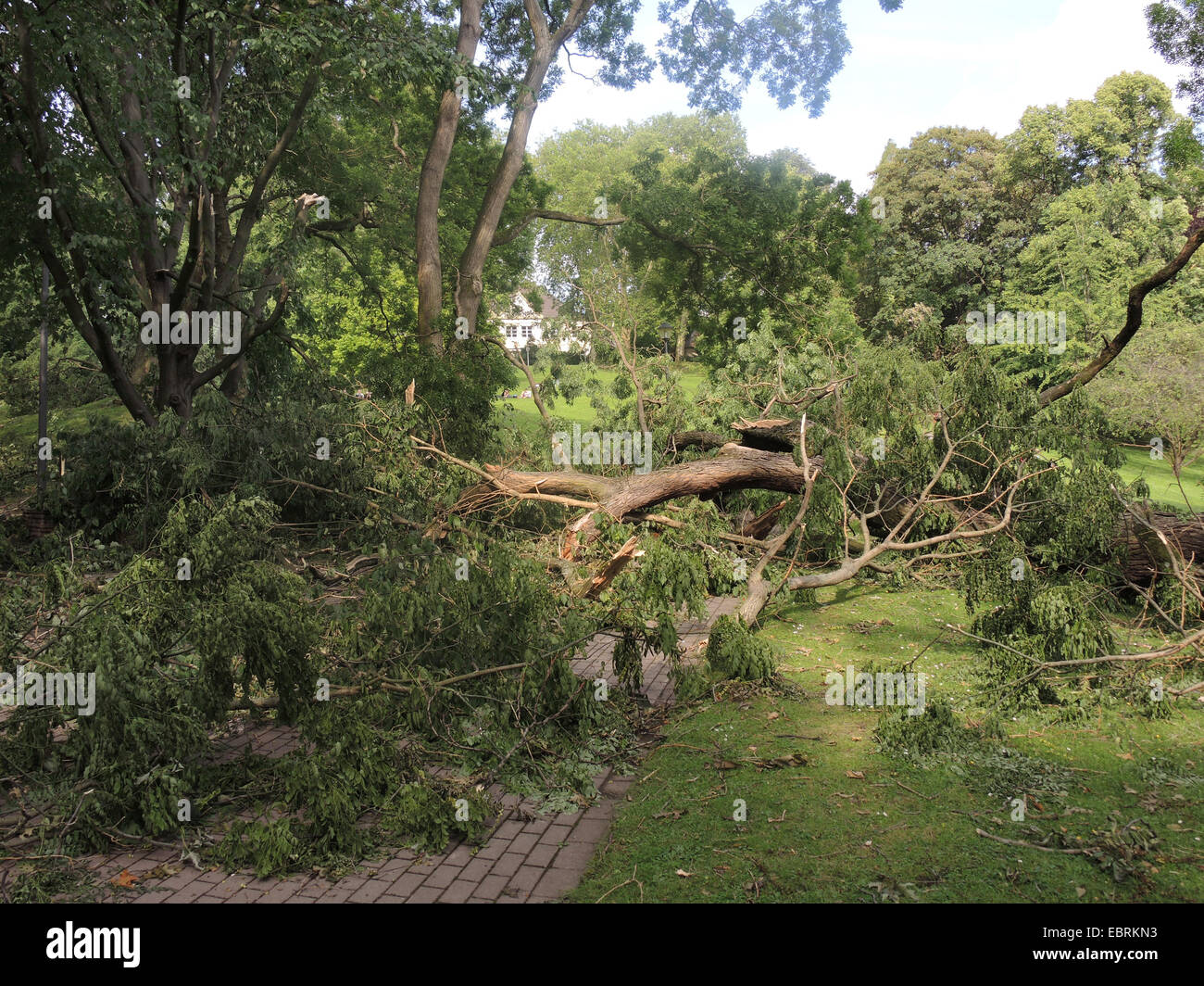 gemeine Esche, europäischer Esche (Fraxinus Excelsior), verwüsteten Stadt Park Bochum durch umgestürzte Bäume und abgebrochene Äste, Sturmtief Ela am 2014-06-09, Bochum, Ruhrgebiet, Nordrhein-Westfalen, Deutschland Stockfoto