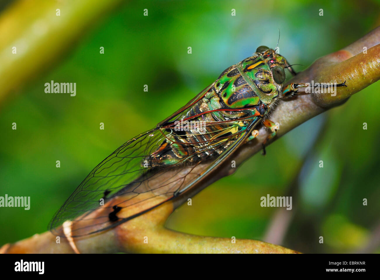 Zikade auf einem Ast, Neuseeland, Südinsel, Marlborough Sounds Nationalpark Stockfoto