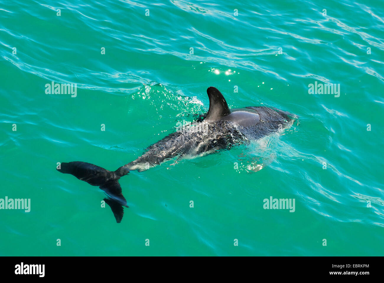 Grays altrosa Delphinschwimmen (Lagenorhynchus Obscurus), an der Wasser Oberfläche, Neuseeland, Südinsel, Canterbury Stockfoto