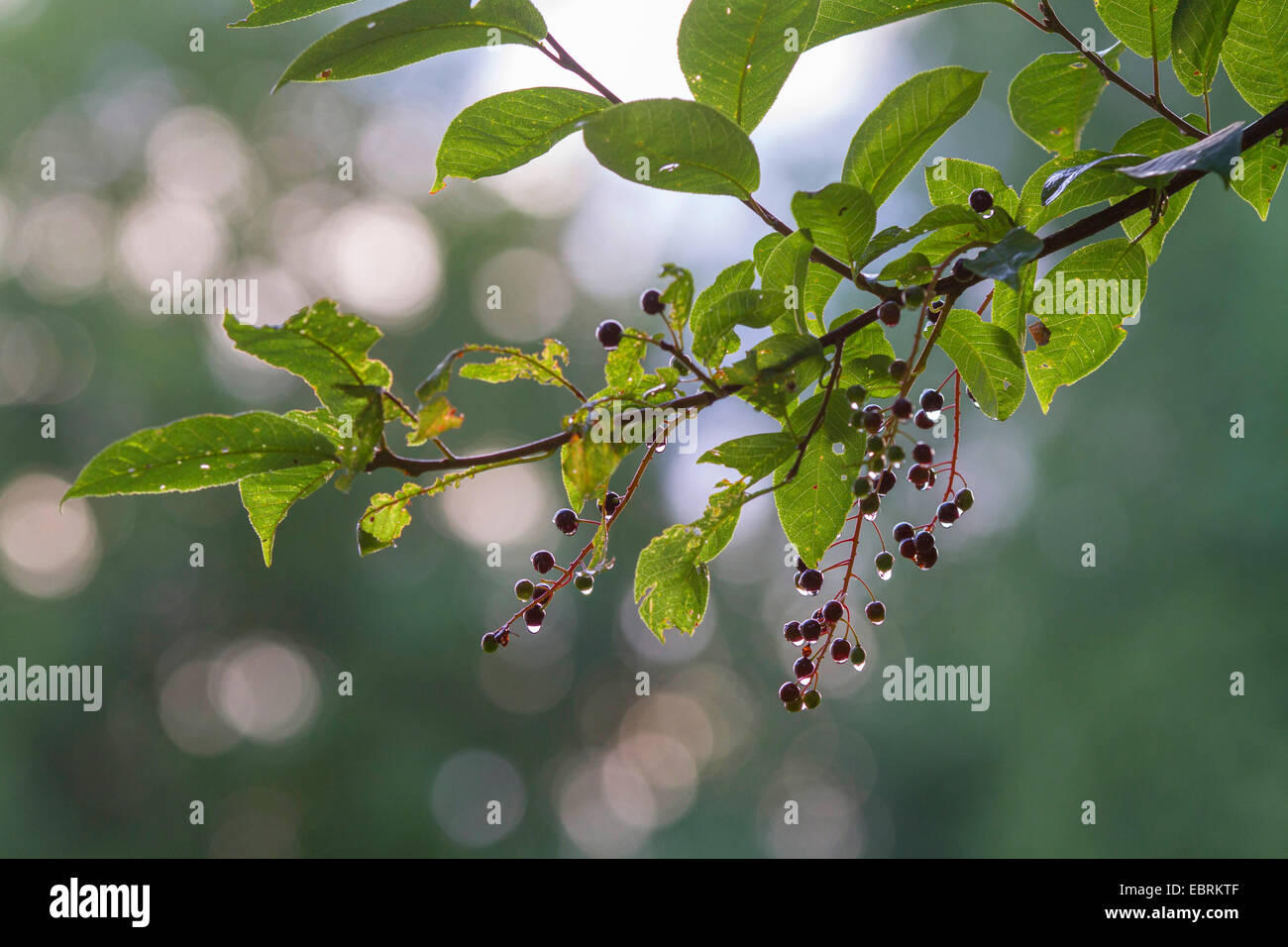 Europäischen Vogel Kirsche (Prunus Padus Padus Avium), Reife Früchte auf einem Ast mit Regentropfen, Deutschland, Bayern Stockfoto
