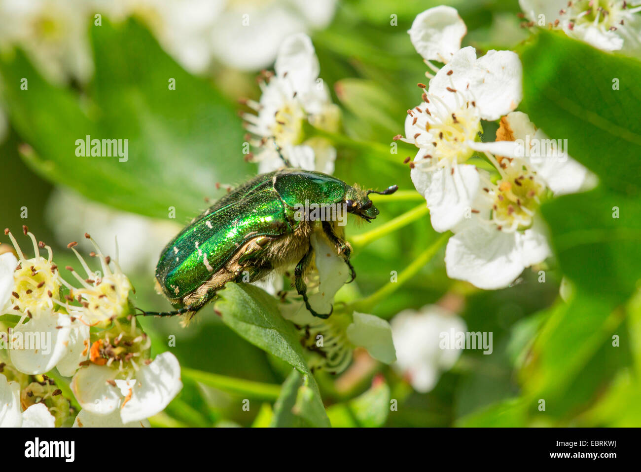Rose Chafer (Cetonia Aurata), Mays, Deutschland, Bayern Stockfoto