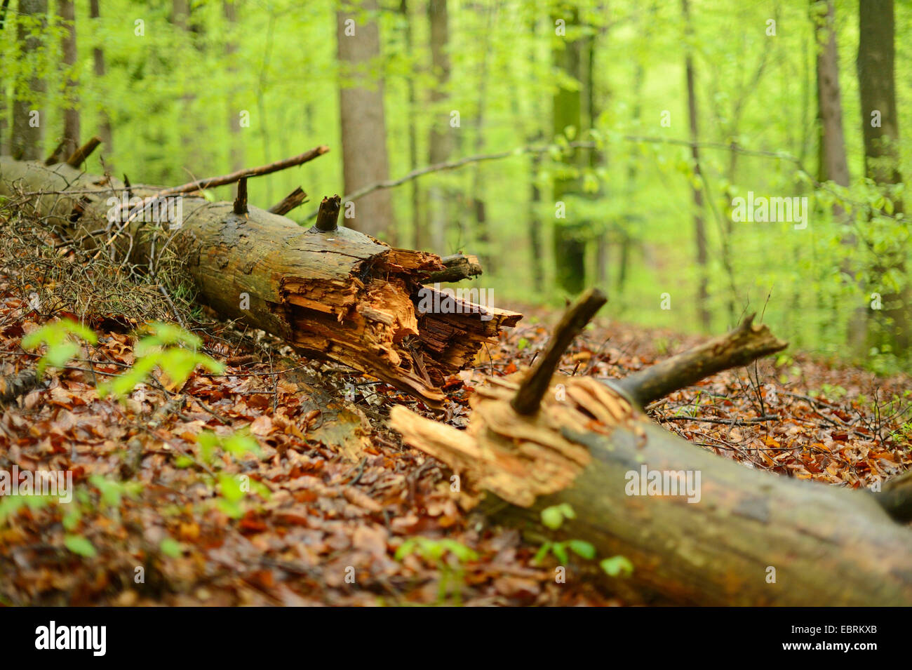 verfaulte Baumstamm liegend in einem Wald, Österreich, Steiermark Stockfoto