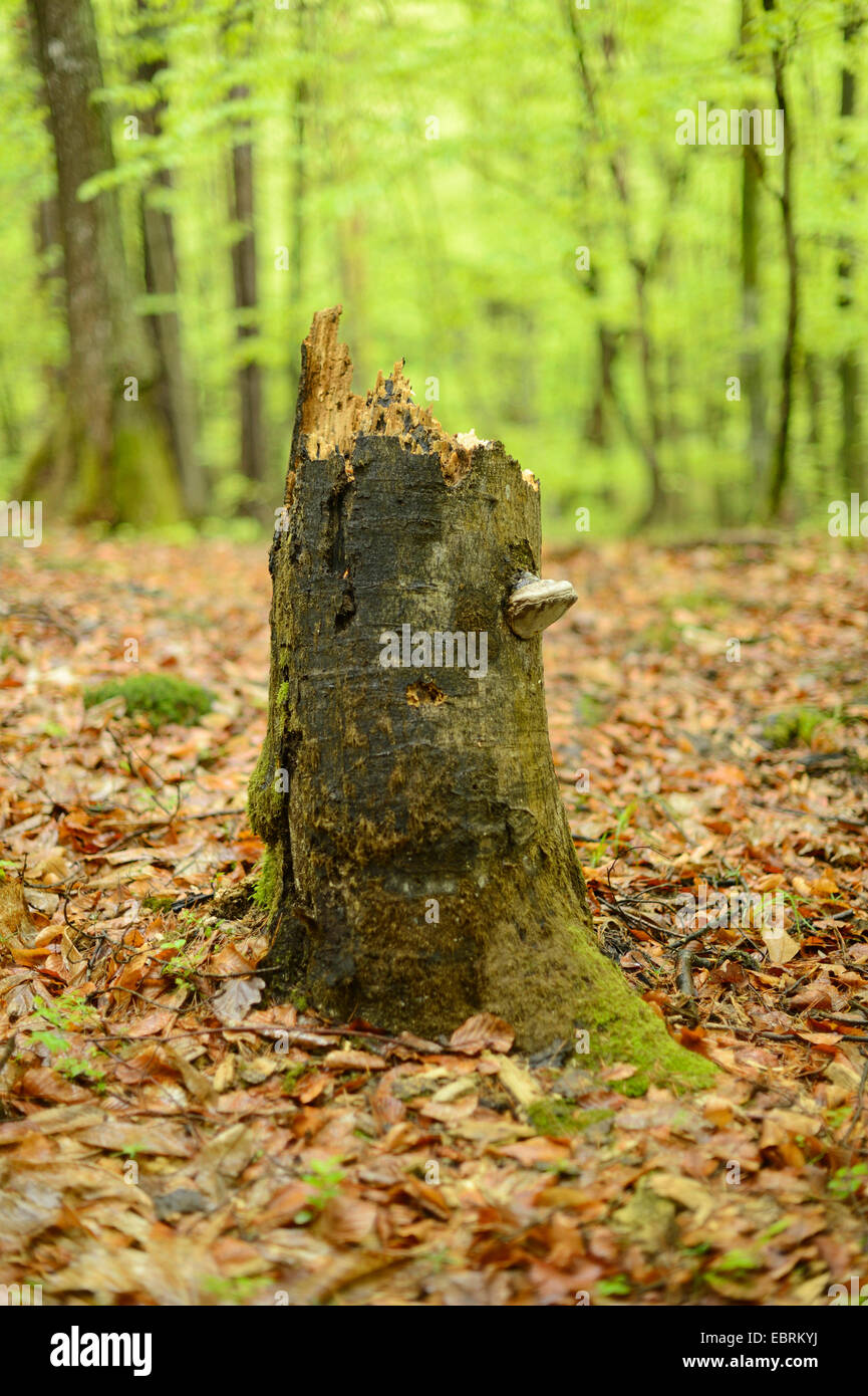Rotbuche (Fagus Sylvatica), gebrochen Baumstamm in einem Wald, Österreich, Steiermark Stockfoto
