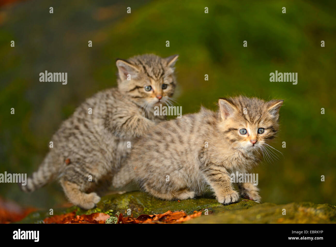 Europäische Wildkatze, Wald Wildkatze (Felis Silvestris Silvestris), Kätzchen im Wald an einem Baumstamm, Deutschland, Bayern, Nationalpark Bayerischer Wald Stockfoto
