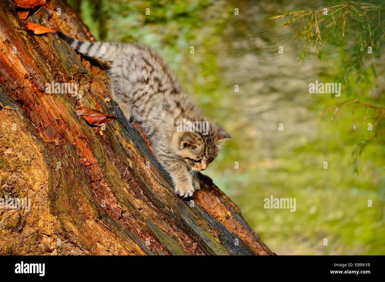 Europäische Wildkatze, Wald Wildkatze (Felis Silvestris Silvestris), Kätzchen, Klettern auf einen Baumstamm, Deutschland, Bayern, Nationalpark Bayerischer Wald Stockfoto