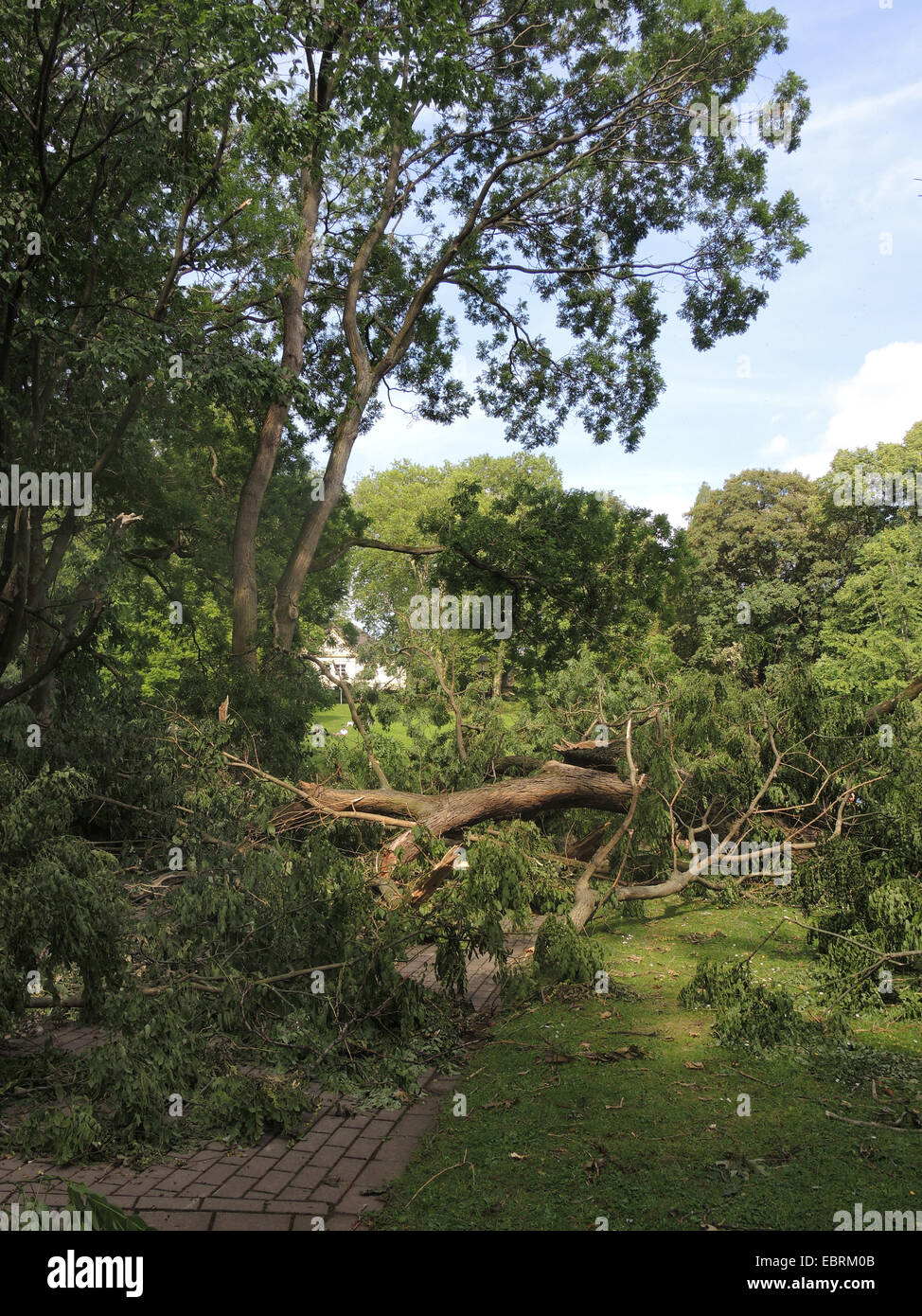 gemeine Esche, europäischer Esche (Fraxinus Excelsior), verwüsteten Stadt Park Bochum durch umgestürzte Bäume und abgebrochene Äste, Sturmtief Ela am 2014-06-09, Bochum, Ruhrgebiet, Nordrhein-Westfalen, Deutschland Stockfoto