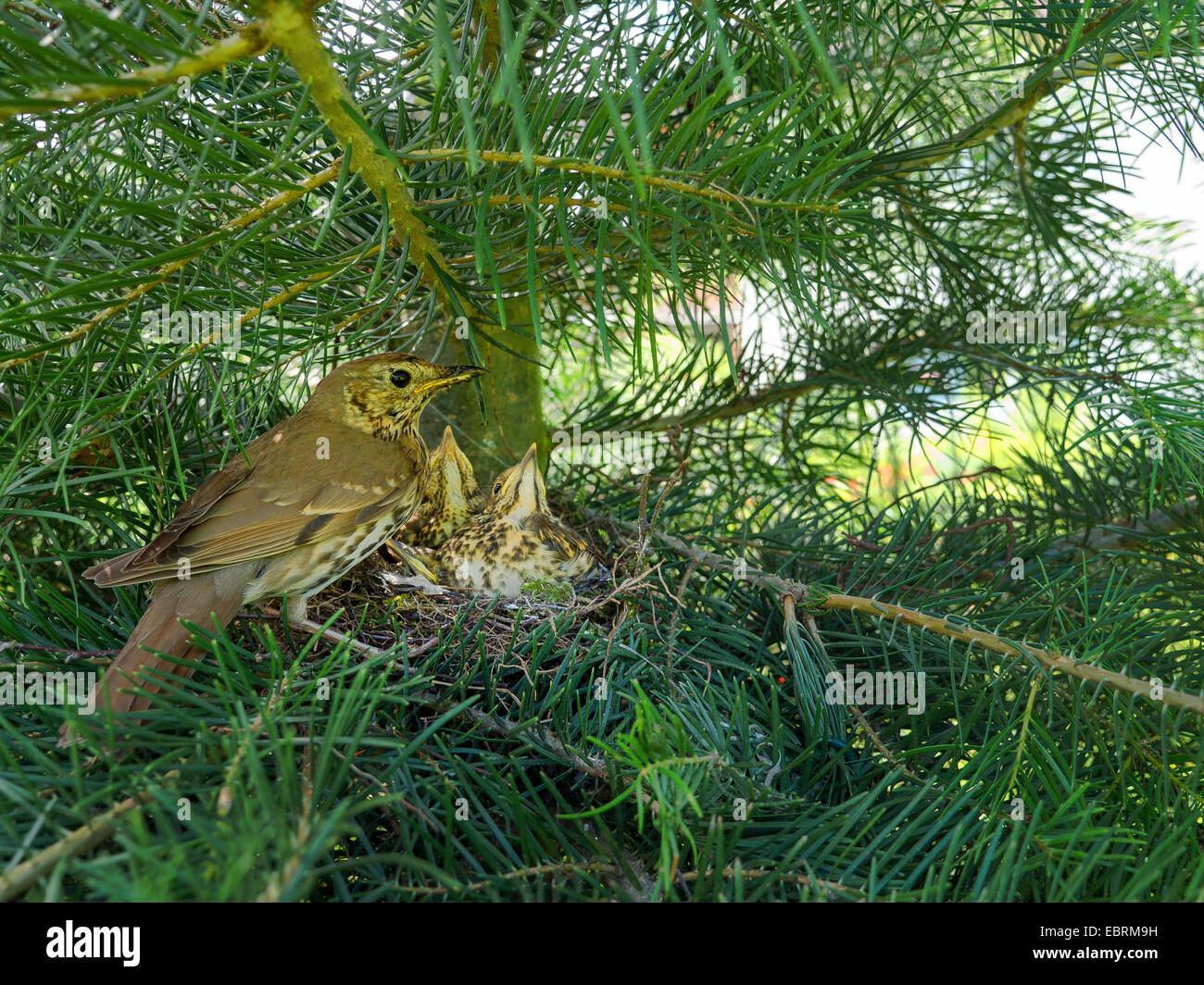 Singdrossel (Turdus Philomelos), um das Nest mit fast flügge Squeekers, Deutschland, Nordrhein-Westfalen Stockfoto