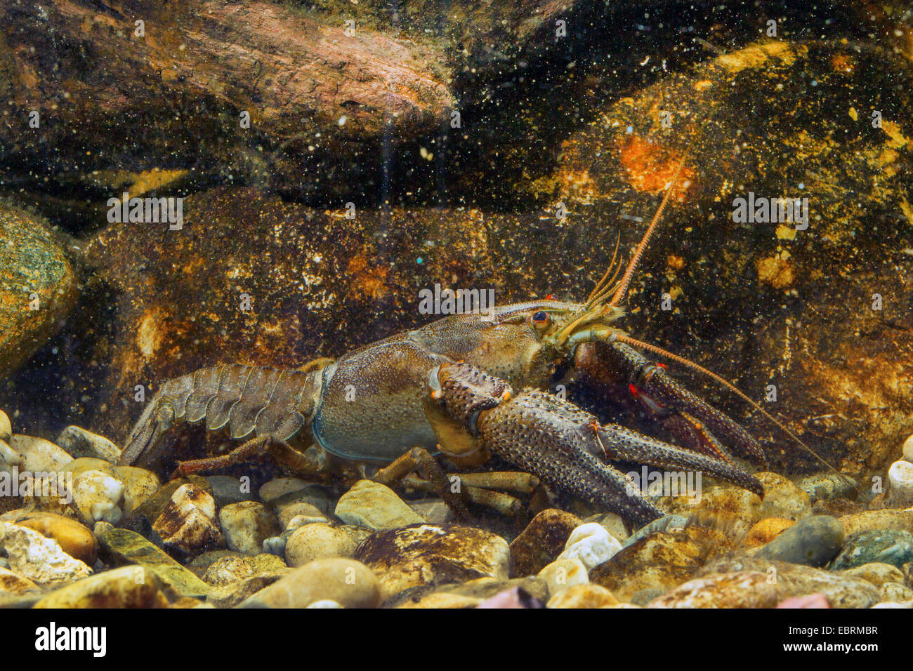 Edel Flusskrebs (Astacus Astacus), auf Kieselsteinen, Deutschland Stockfoto