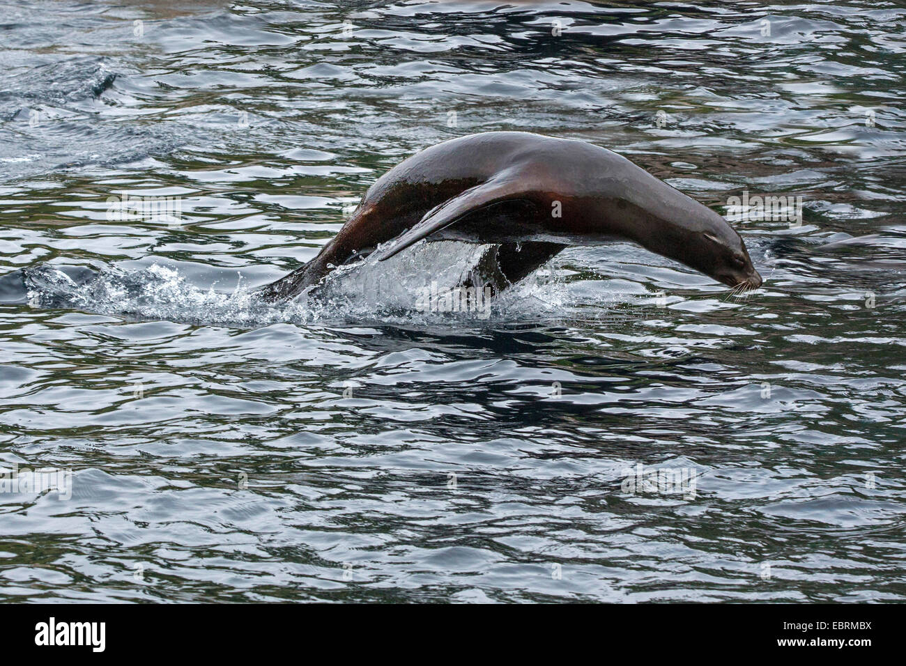 Kalifornischer Seelöwe (Zalophus Californianus), springt aus dem Wasser Stockfoto