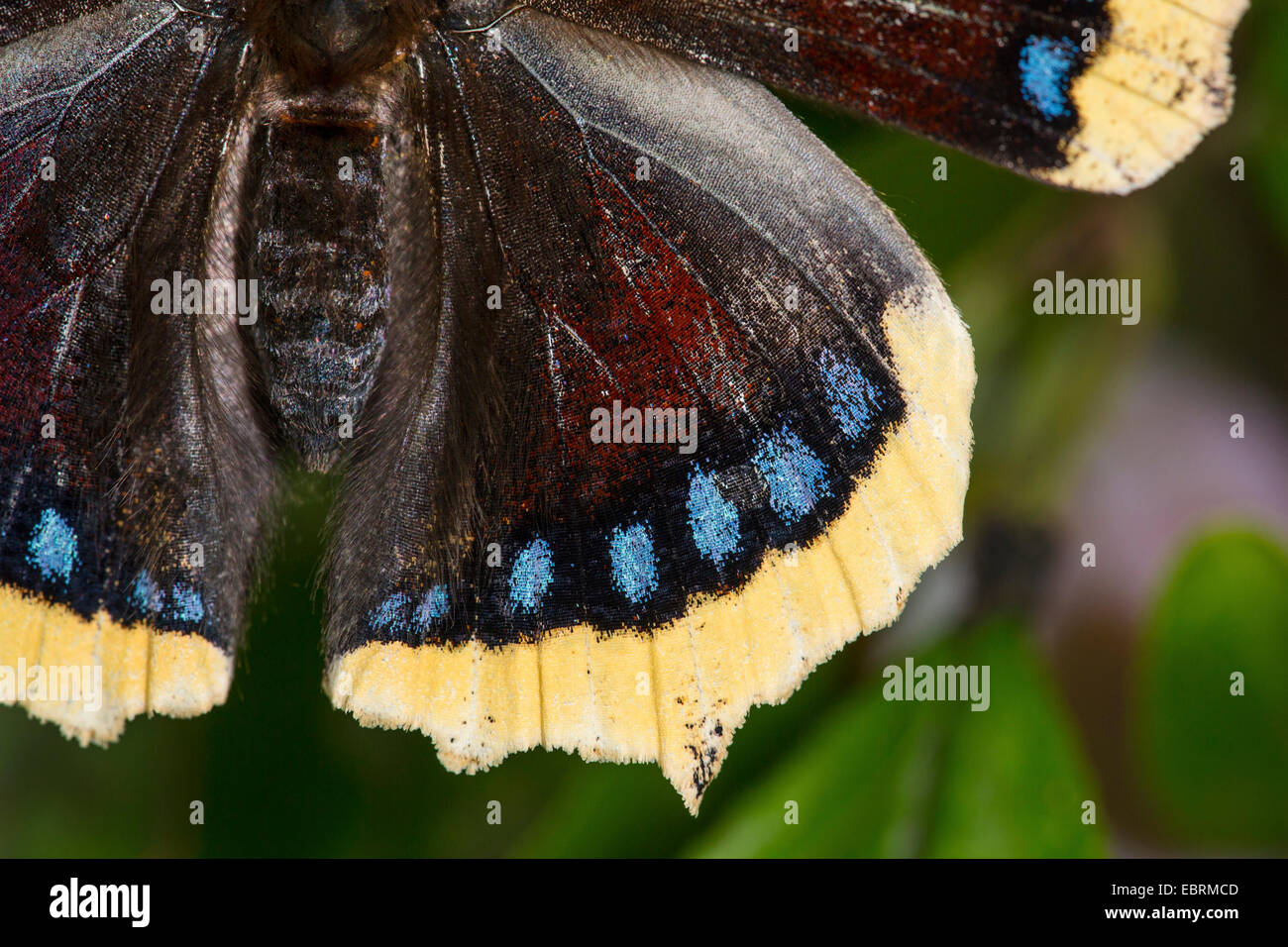 Camberwell Schönheit (Nymphalis Antiopa), Detail eines Flügels, Deutschland Stockfoto