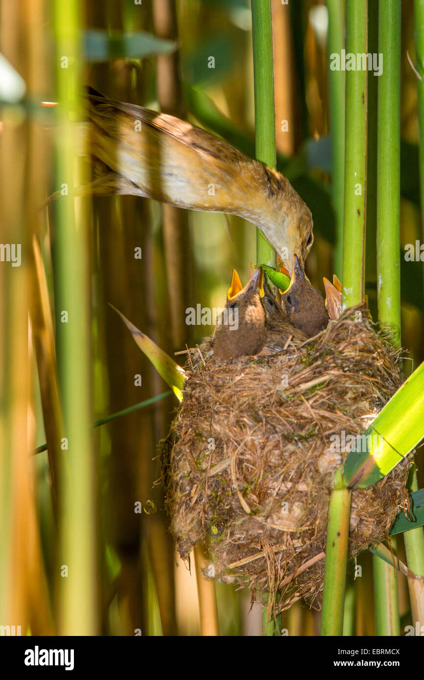 Rohrsänger (Acrocephalus Scirpaceus), Erwachsener füttert flügge Quietscher in ihrem Nest, Deutschland, Bayern Stockfoto