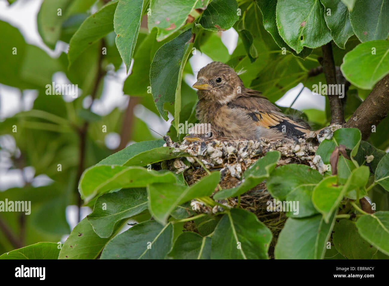 Eurasische Stieglitz (Zuchtjahr Zuchtjahr), vollwertige Quietscher in ihrem Nest, Deutschland, Bayern Stockfoto