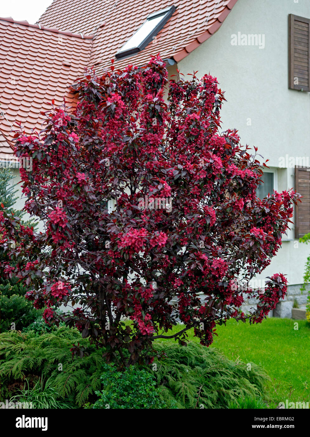 ornamentale Apfelbaum (Malus 'Royalty', Malus Lizenzgebühren), Cultiar König, Deutschland Stockfoto