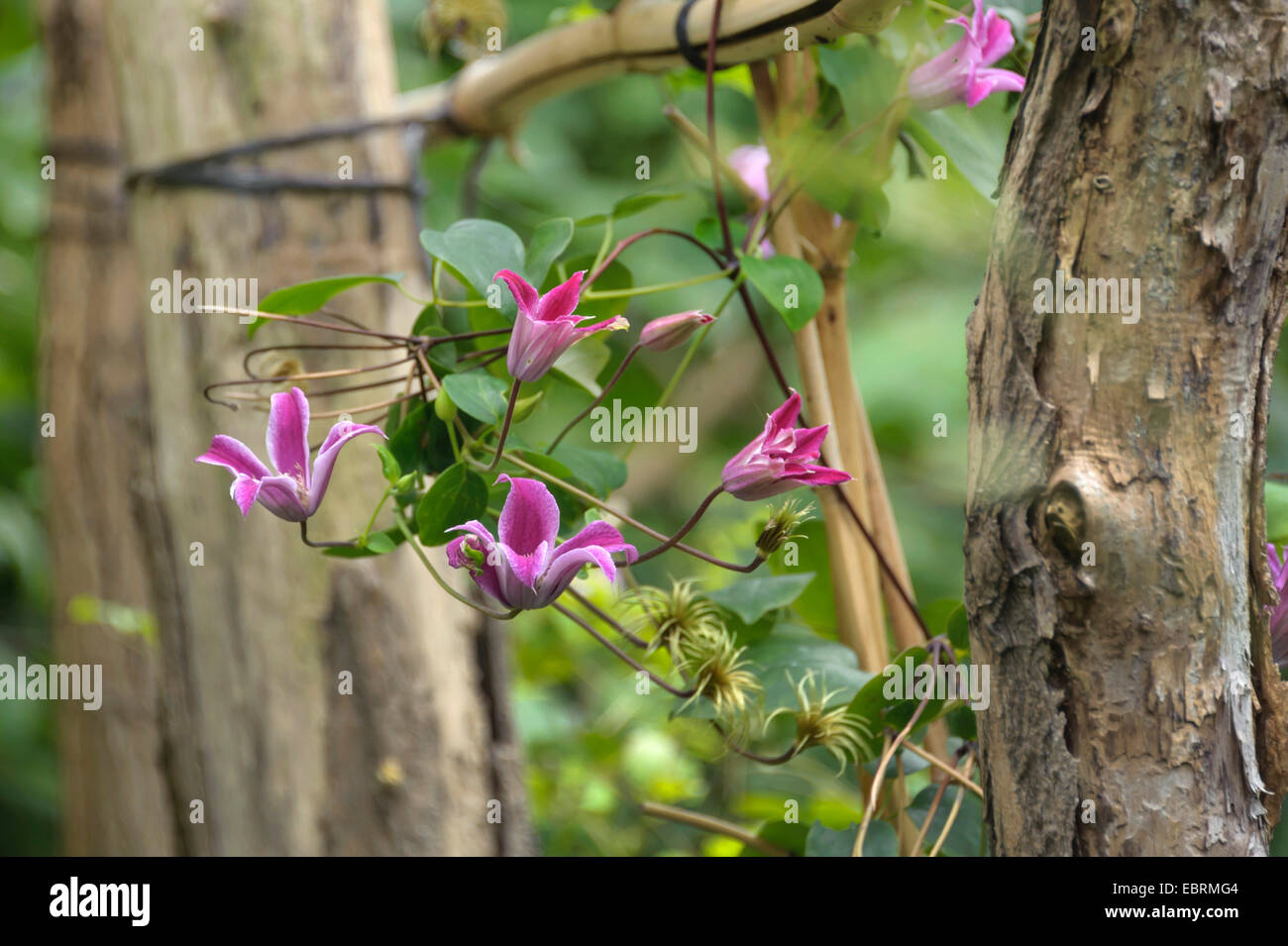 Clematis, Jungfrauen-Bower (Clematis Texensis "Peveril Fülle', Clematis Texensis Peveril Fülle), Sorte Peveril Fülle, Deutschland, Brandenburg Stockfoto