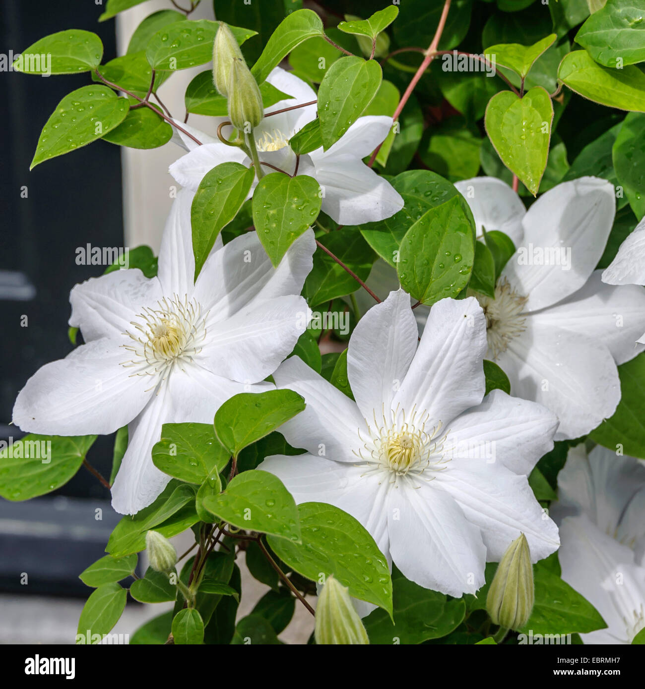 Clematis, Jungfrauen-Bower (Clematis 'Asagasumi', Clematis Asagasumi), Sorte Asagasumi Stockfoto