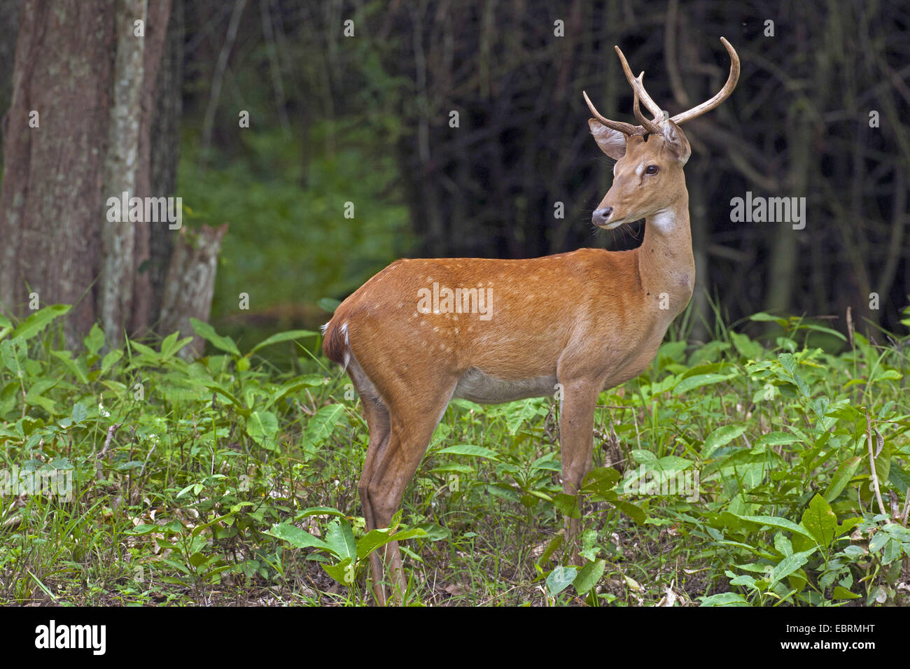 Thamin, Braue antlered Hirsche, Eld Hirsch (Cervus Eldii, Panolia Eldii, Rucervus Eldii), Hirsch am Waldrand, Thailand, Huai Kha Khaeng Wildlife Sanctua stehend Stockfoto