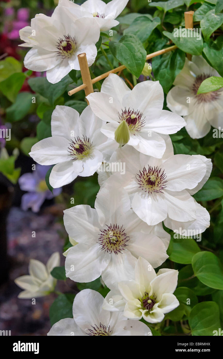 Clematis, Jungfrauen-Bower (Clematis 'Boulevard Ninon', Clematis Boulevard Ninon), Sorte Ninon Boulevard Stockfoto