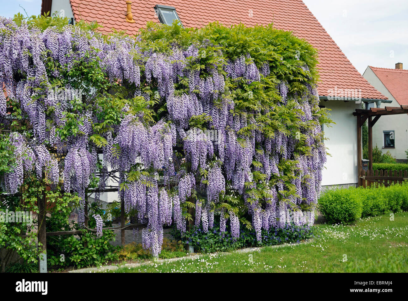 Japanische Wisteria (Wisteria Floribunda, Wisteria Brachybotrys), in einem Garten, Deutschland Stockfoto