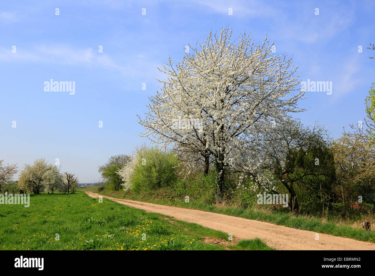Wildkirsche, süße Kirsche, Gean, Mazzard (Prunus Avium), blühenden Kirschbaum Baum auf einem Feldweg, Deutschland Stockfoto
