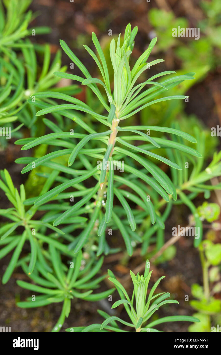 Zypressen-Wolfsmilch (Euphorbia Cyparissias), junge Blätter vor der Blüte, Deutschland Stockfoto