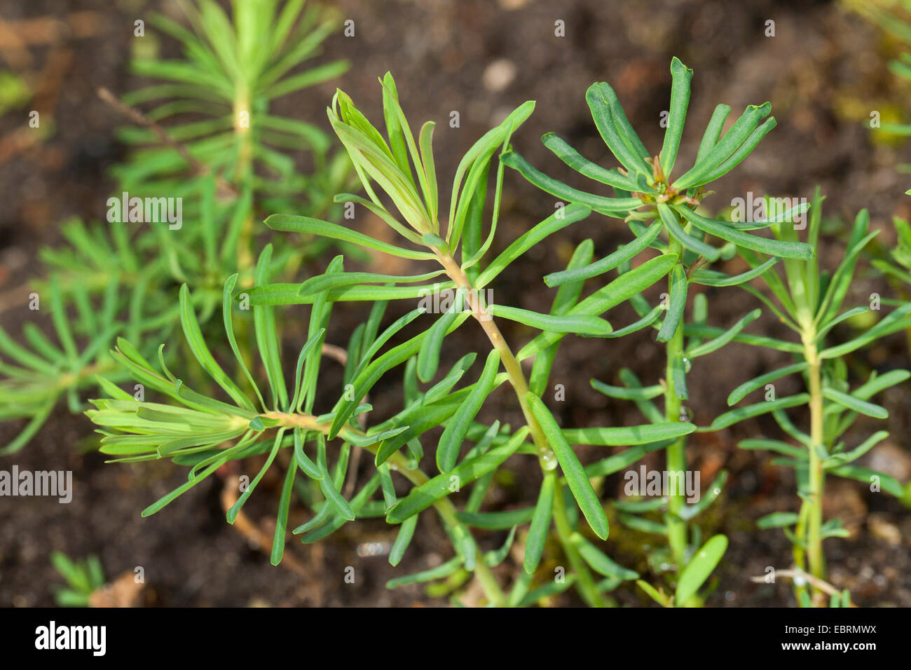 Zypressen-Wolfsmilch (Euphorbia Cyparissias), junge Blätter vor der Blüte, Deutschland Stockfoto
