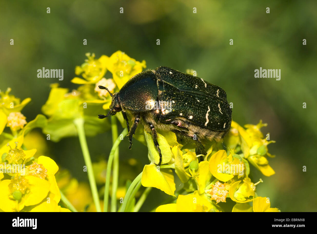 Kupferne Rose Chafer (Cetonia Cuprea, Protaetia Cuprea) auf Blüte Euphorbien Stockfoto