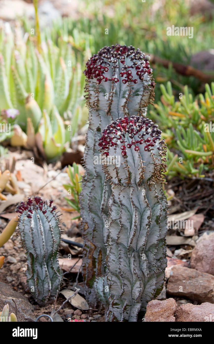 Spruge (Euphorbia Polygona), blühen Stockfoto