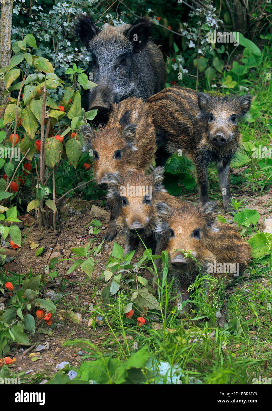 Wildschwein, Schwein, Wildschwein (Sus Scrofa), Bache mit hatte im Garten, Deutschland, Baden-Württemberg Stockfoto