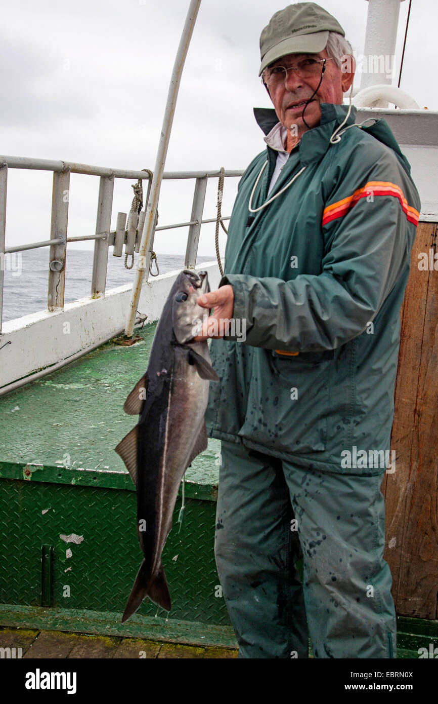 Seelachs, Pollock, Atlantic Pollock, Köhler, Köhler (Pollachius Virens), Angler auf einem Fischkutter zeigt stolz seinen Fang, Norwegen Stockfoto