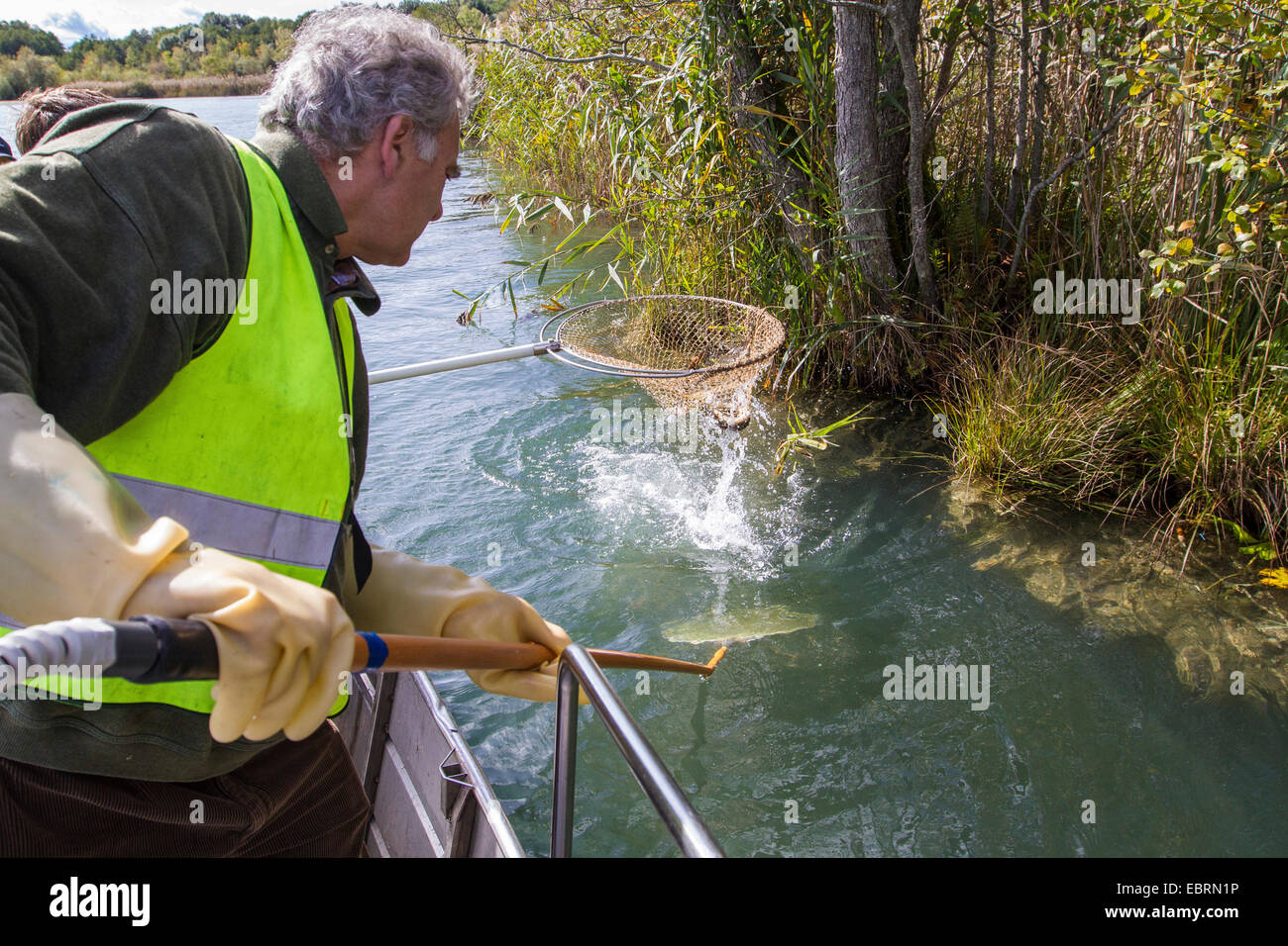 Elektrobefischung am Seeufer für Bevölkerungskontrolle, Fang von Aal, Deutschland Stockfoto