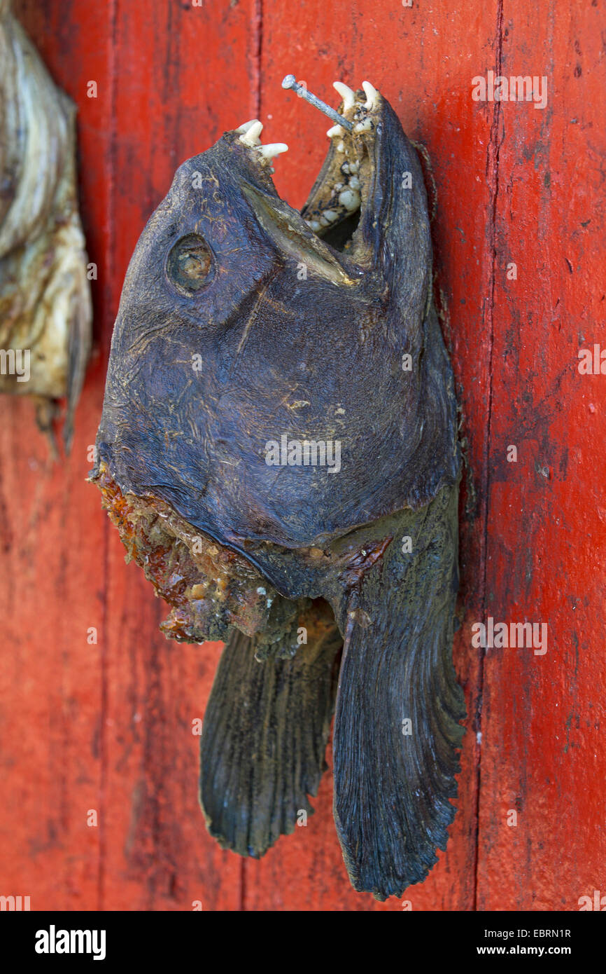 Atlantische Katfisch, Katfisch, Katze Fisch, Wels (Anarhichas Lupus), getrocknet Kopf als Trophäe an der Wand ein Bootshaus, Norwegen, Hitra Stockfoto