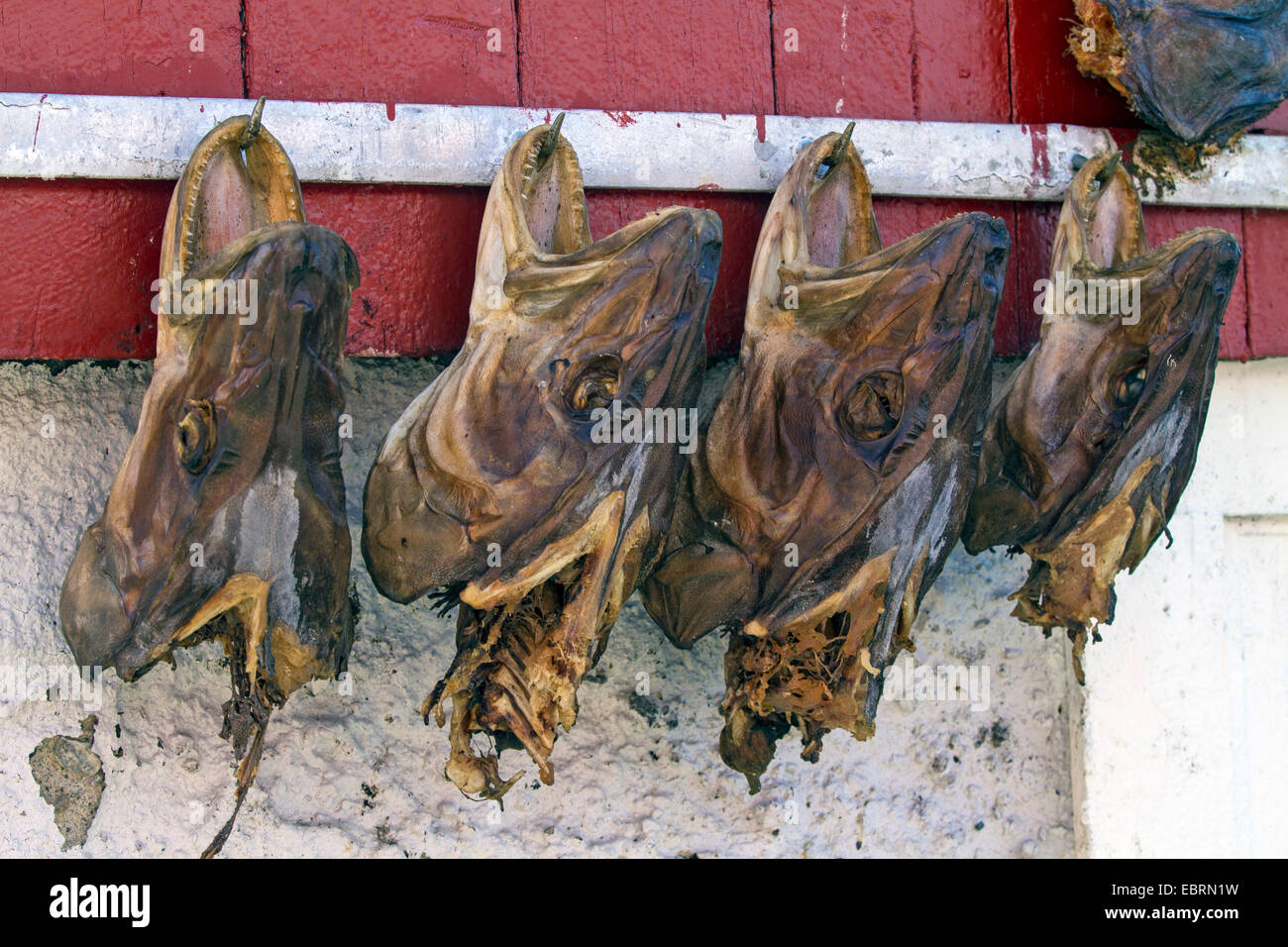 Atlantische Katfisch, Katfisch, Katze Fisch, Wels (Anarhichas Lupus), einige getrocknete Köpfe als Trophäen an der Wand ein Bootshaus, Norwegen, Hitra Stockfoto