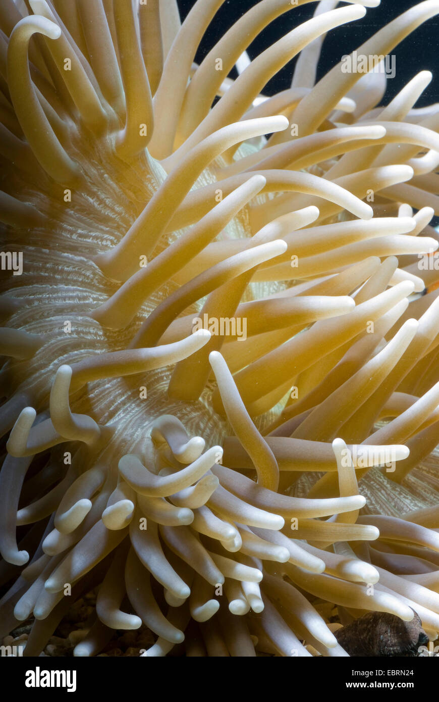 Leder-Detail von einer ledrigen Anemone, Anemone, ledrigen Sea Anemone (Heteractis Crispa) Stockfoto