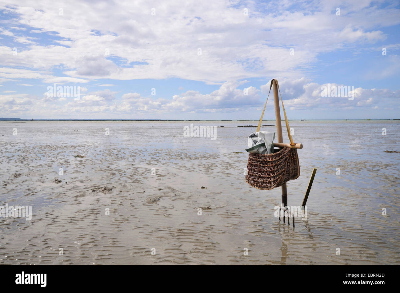 Blaue Bucht Muschel, gemeinsame Muschel, gemeinsame Miesmuschel (Mytilus Edulis), Muschel, Angeln Korb für Bogenausschnitte auflegen einer Heugabel, Frankreich, Bretagne, Jospinet Stockfoto