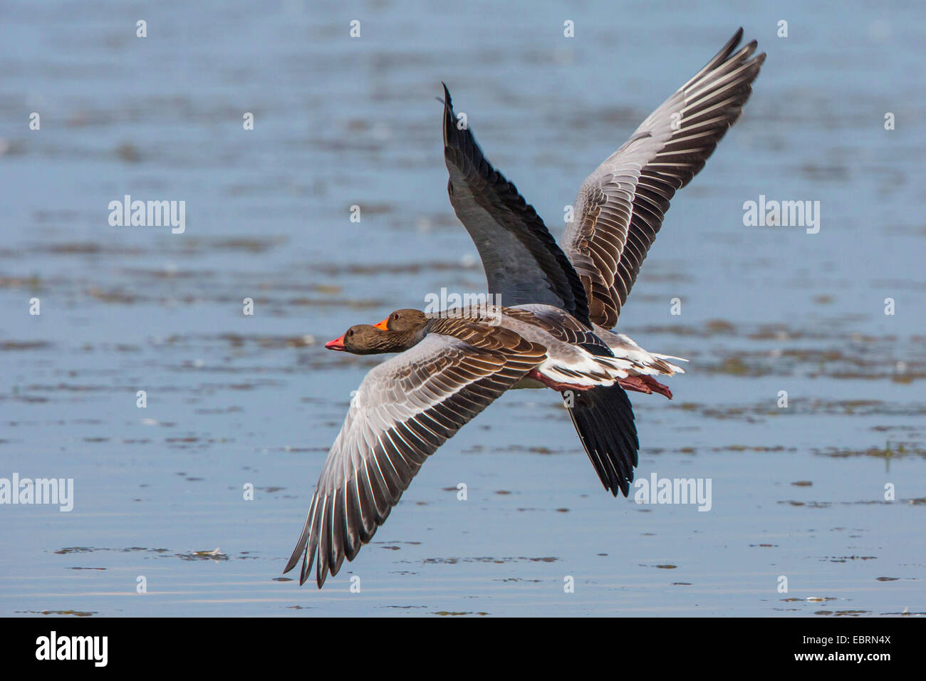 Graugans (Anser Anser), zwei Gänse im Flug, Deutschland, Bayern, See Chiemsee Stockfoto