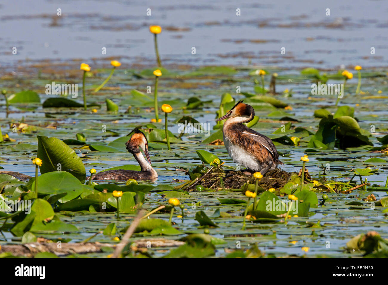 Great crested Haubentaucher (Podiceps Cristatus), paar am Nest mit Ei, Deutschland, Bayern, See Chiemsee Stockfoto