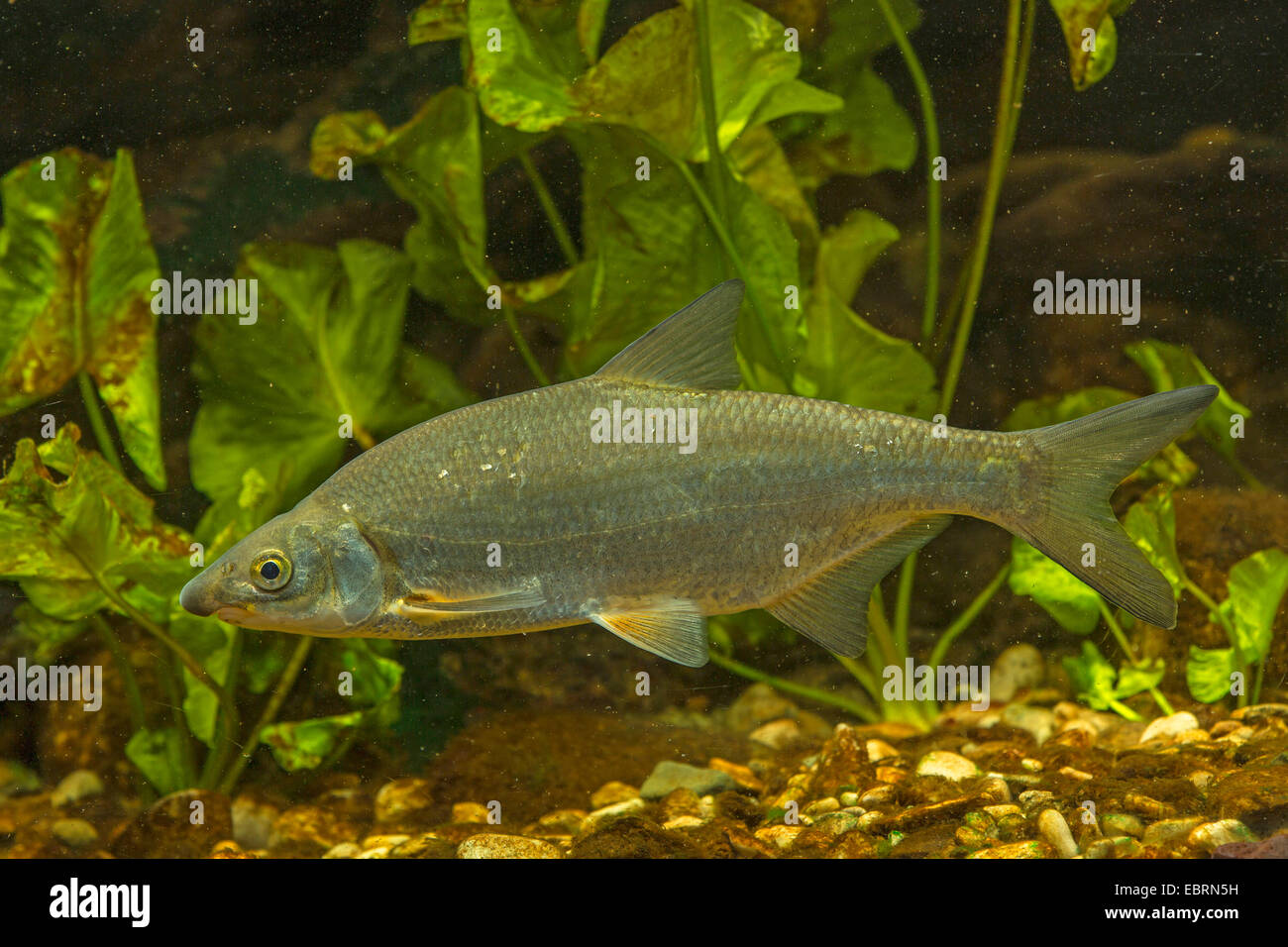 East European Brassen, Zaehrte, baltischen Zährte, Zährte Brassen, Zährte, Zanthe, Zarte (Zährte Zährte, Abramis Zährte) vor Seerosen, Deutschland Stockfoto