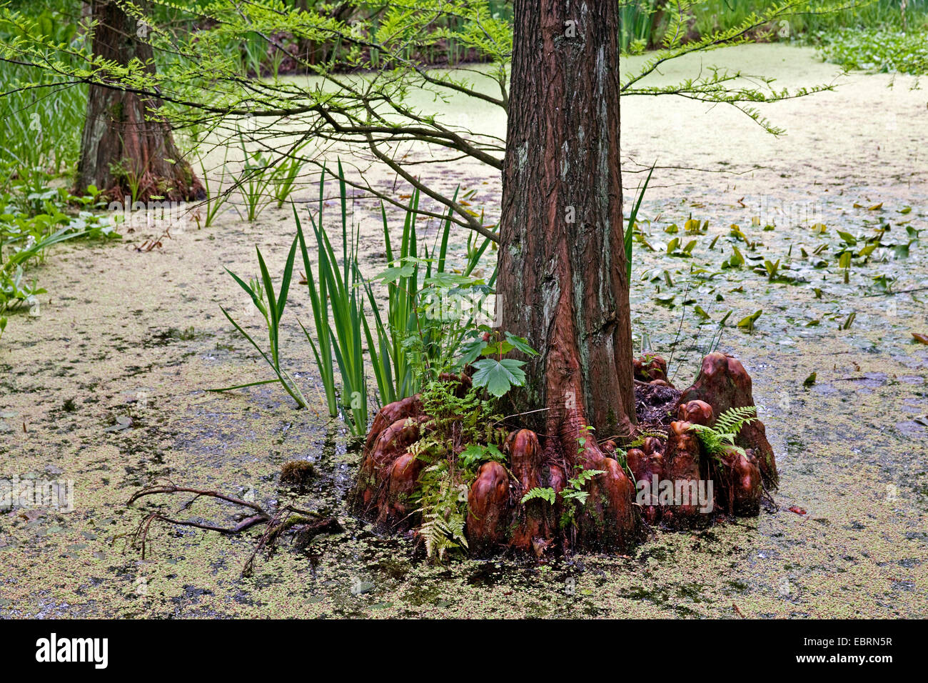 Baldcypress (Taxodium Distichum), Wurzeln, Deutschland, Nordrhein-Westfalen Stockfoto