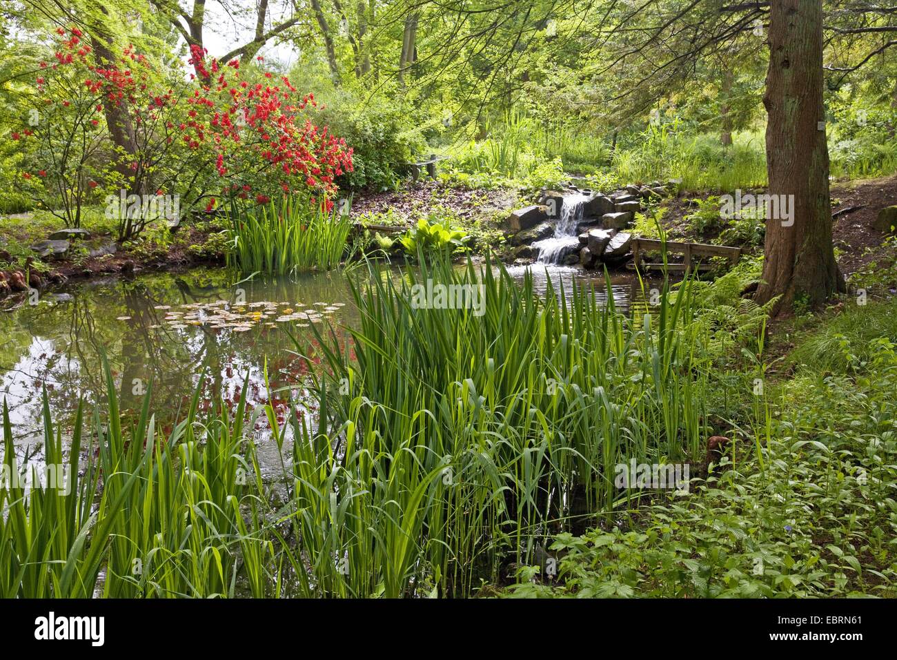 Teich und Bach im Botanischen Garten, Bochum, Ruhrgebiet, Nordrhein-Westfalen, Deutschland Stockfoto