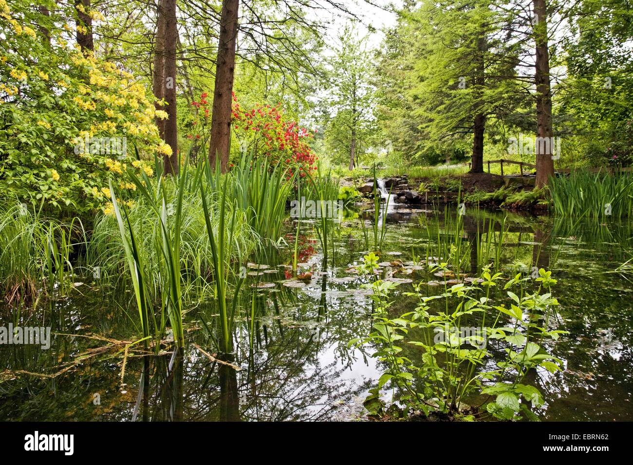 Teich und Bach im Botanischen Garten, Bochum, Ruhrgebiet, Nordrhein-Westfalen, Deutschland Stockfoto