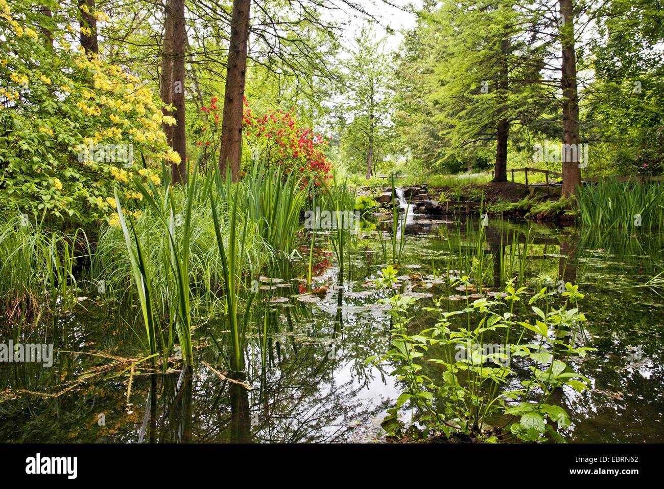 Teich im botanischen garten von bochum Fotos und Bildmaterial in