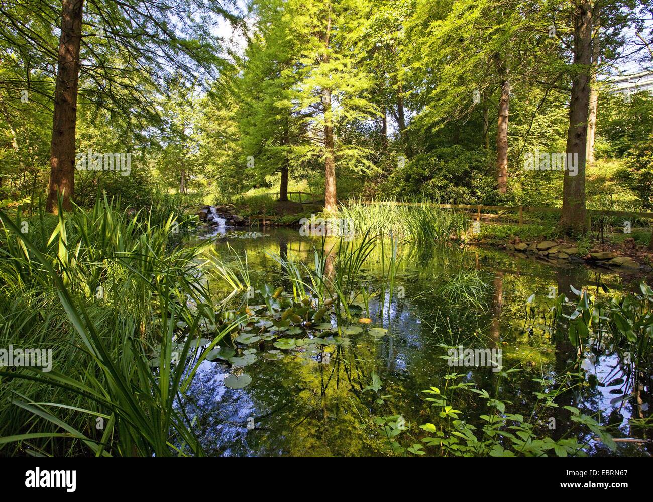 Teich im Botanischen Garten Bochum, Deutschland, Nordrhein-Westfalen, Ruhrgebiet, Bochum Stockfoto