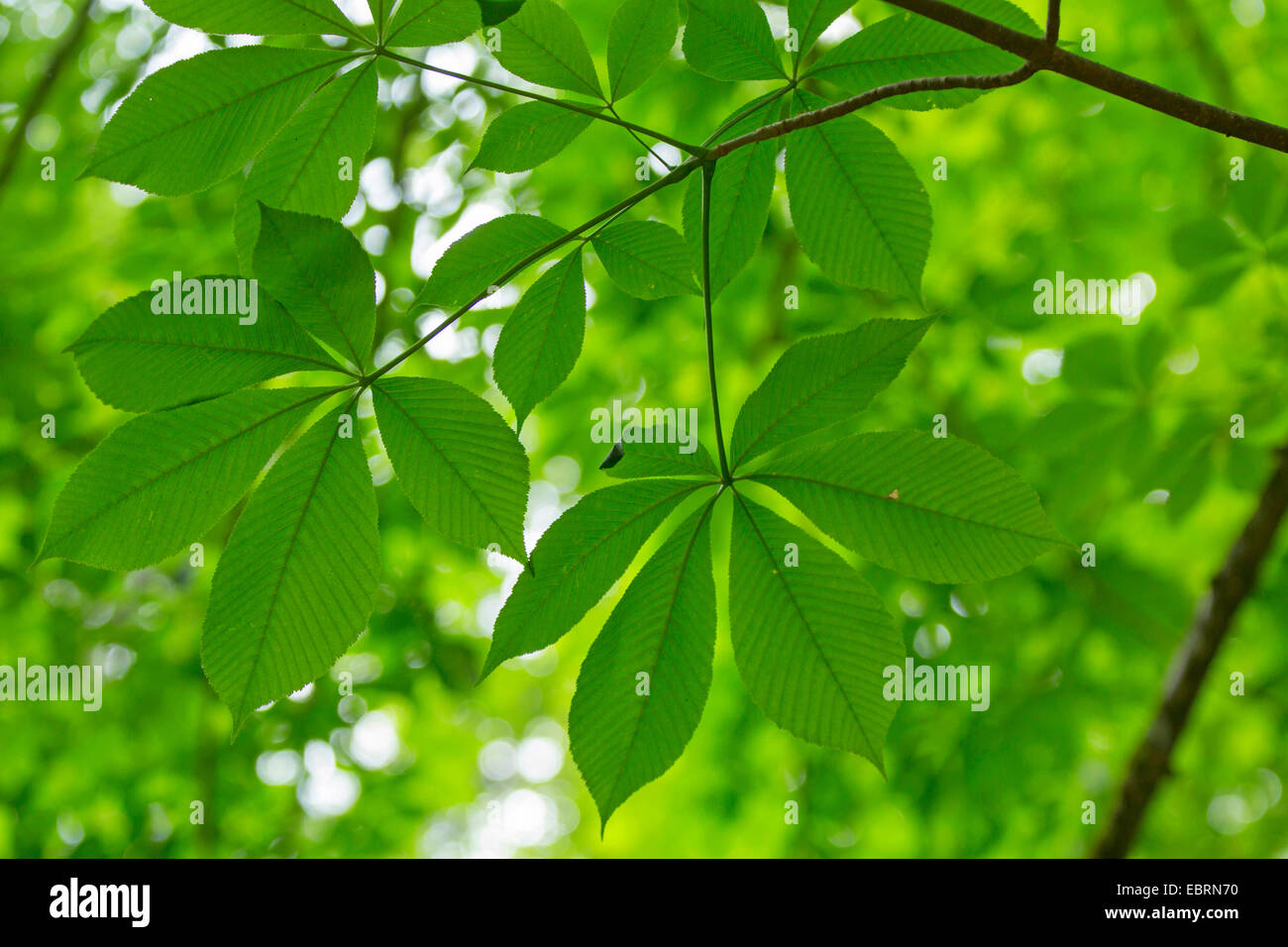 gelbe Rosskastanie (Aesculus Flava, Aesculus Octandra), Blätter, USA, Tennessee, Great Smoky Mountains National Park Stockfoto