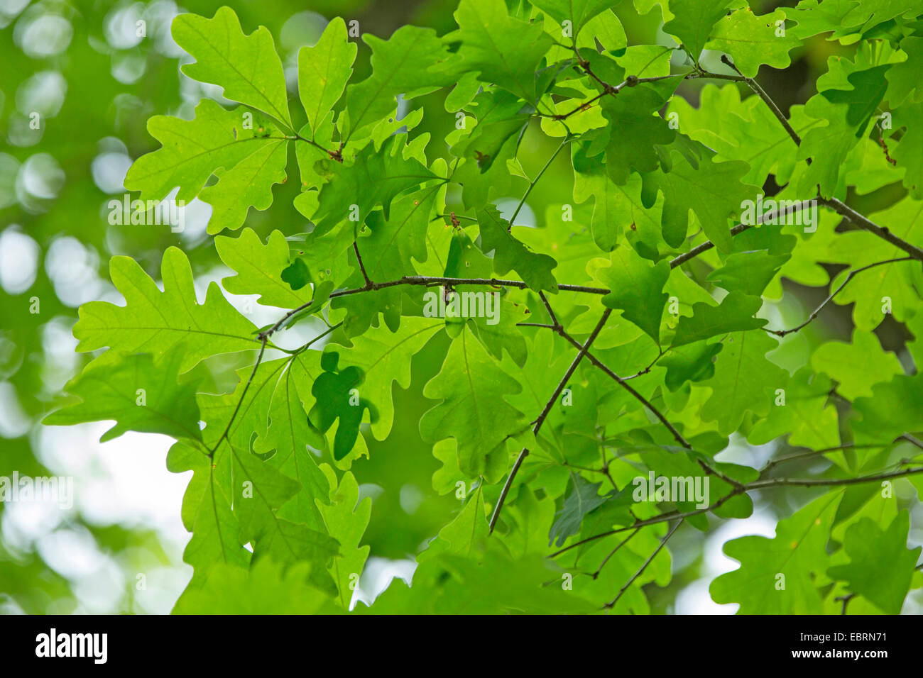 Weiß-Eiche (Quercus Alba), Blätter, Tennessee, USA, Great Smoky Mountains National Park Stockfoto