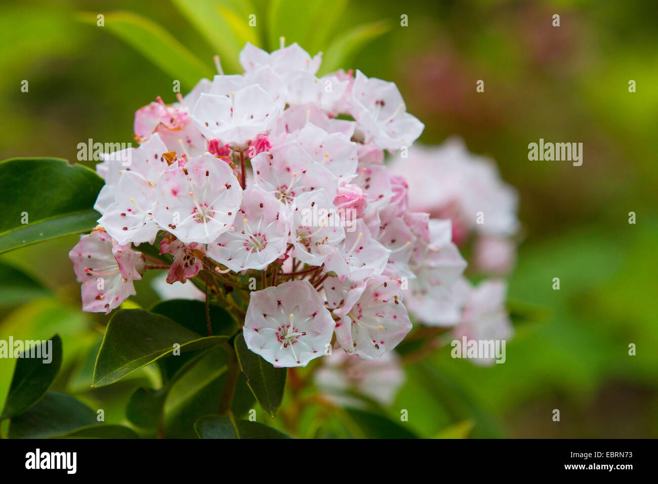 Mountain Laurel (Kalmia Latifolia), Blütenstand, Tennessee, USA, Great Smoky Mountains National Park Stockfoto