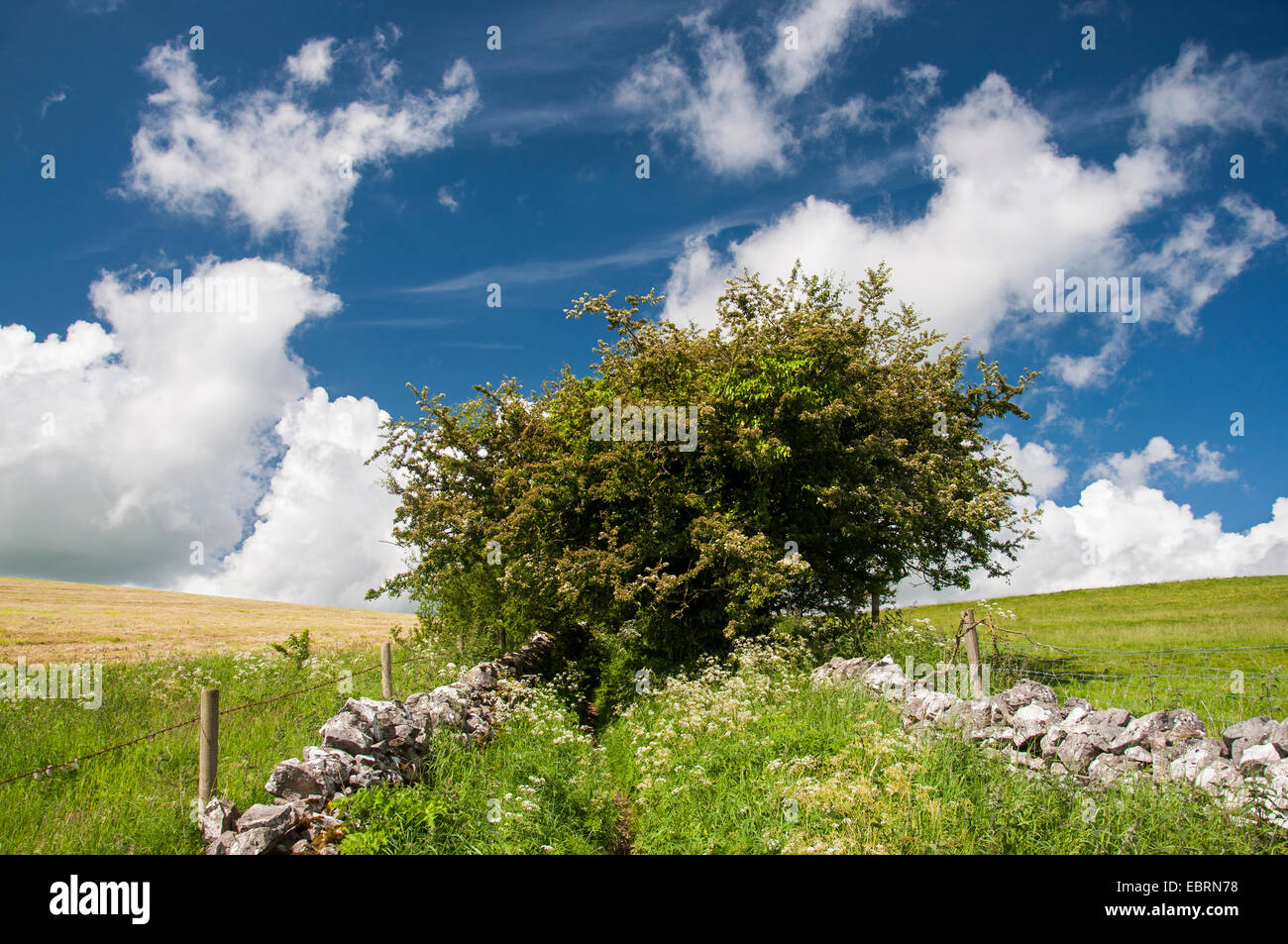 Fußweg in die englische Landschaft mit Steinmauer, grün, Weißdorn Baum und Blick über das Feld. Stockfoto