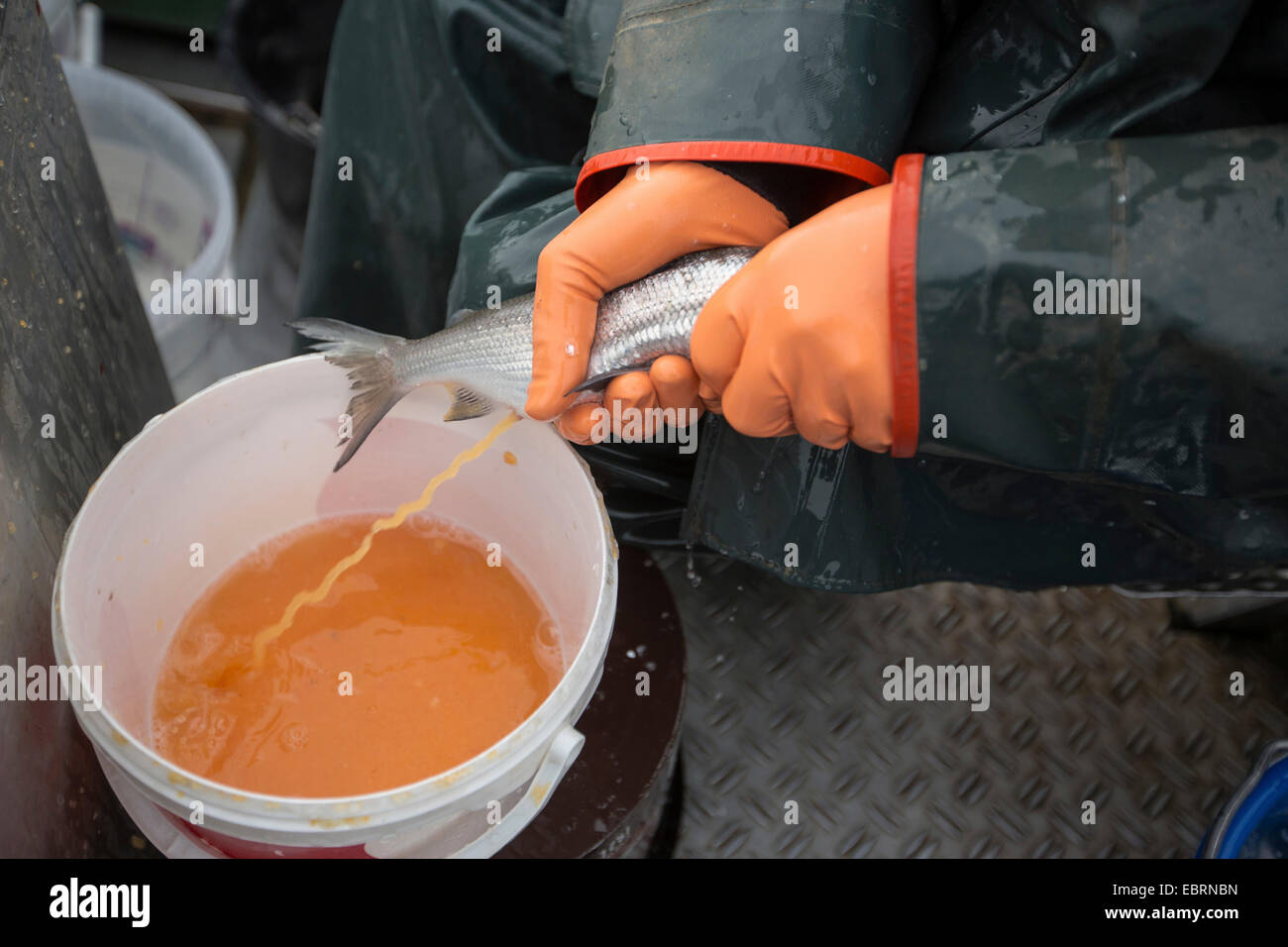 Felchen, See Felchen (Coregonus spec.), künstliche Reproduktion, auffallend aus der Fische, Deutschland, Bayern, See Chiemsee Stockfoto