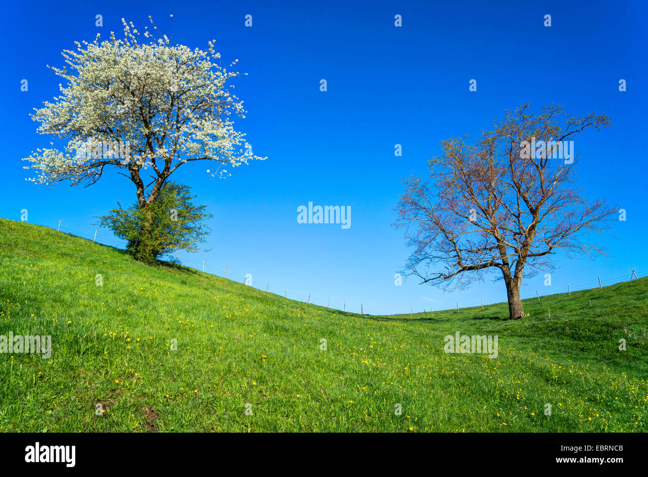 Wildkirsche, süße Kirsche, Gean, Mazzard (Prunus Avium), zwei Bäume auf einem Hügel im Frühjahr, der linke ist ein Bloomimg Wildkirsche, Oberbayern, Oberbayern, Bayern, Deutschland Stockfoto