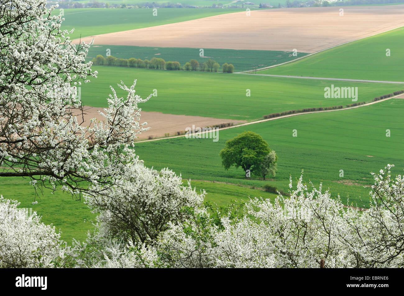 Kirschbaum, Süßkirsche (Prunus Avium), Blick von der Desenberg über blühende Kirschbäume im Bereich Landschaft, Deutschland, Hessen Stockfoto