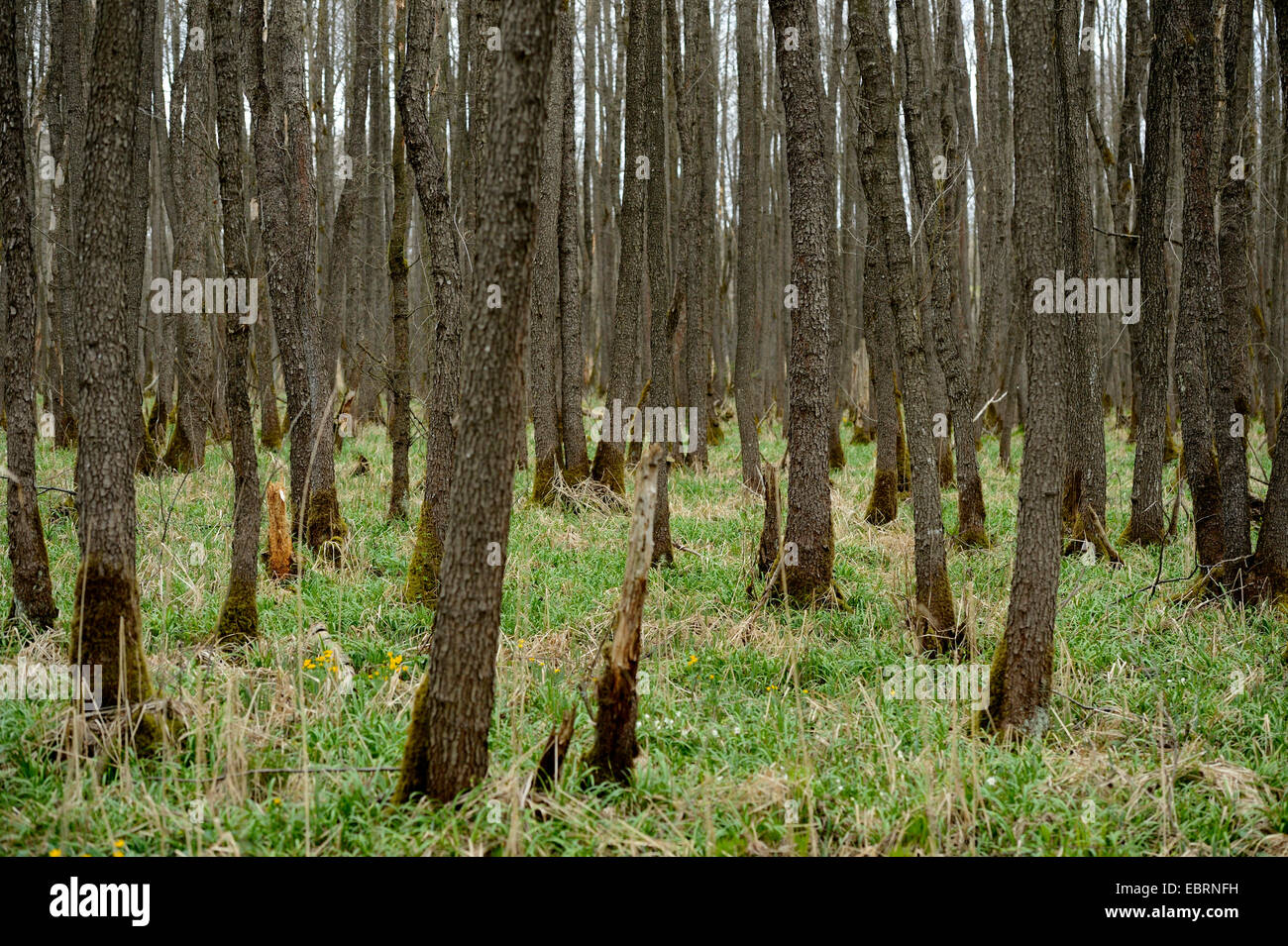 wirbt in Sumpf Deusmauer Moor, Oberpfalz, Bayern, Deutschland Stockfoto